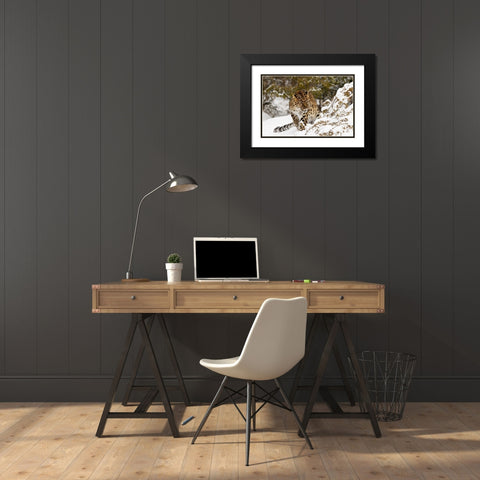 Amur leopard-Panthera pardus orientalis-controlled situation Black Modern Wood Framed Art Print with Double Matting by Jones, Adam