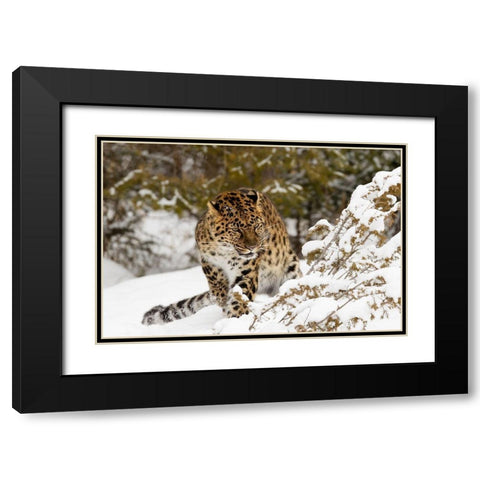 Amur leopard-Panthera pardus orientalis-controlled situation Black Modern Wood Framed Art Print with Double Matting by Jones, Adam