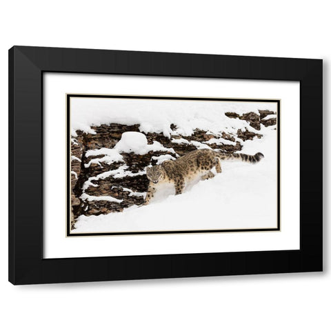 Snow leopard in winter snow-Panthera uncia-controlled situation Black Modern Wood Framed Art Print with Double Matting by Jones, Adam