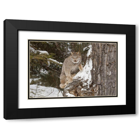 Canada lynx in winter-Lynx canadensis-controlled situation Black Modern Wood Framed Art Print with Double Matting by Jones, Adam