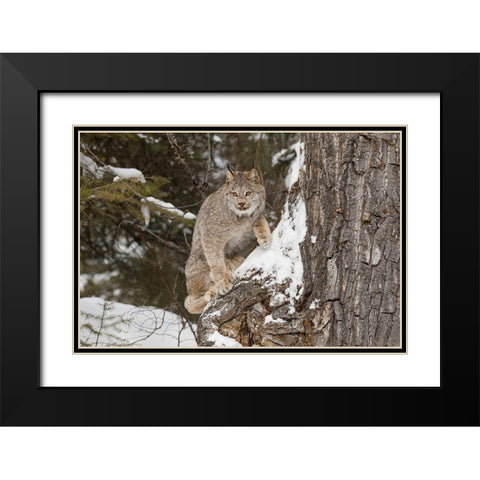 Canada lynx in winter-Lynx canadensis-controlled situation Black Modern Wood Framed Art Print with Double Matting by Jones, Adam