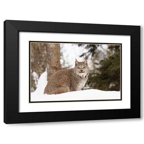 Canada lynx in winter-Lynx canadensis-controlled situation Black Modern Wood Framed Art Print with Double Matting by Jones, Adam
