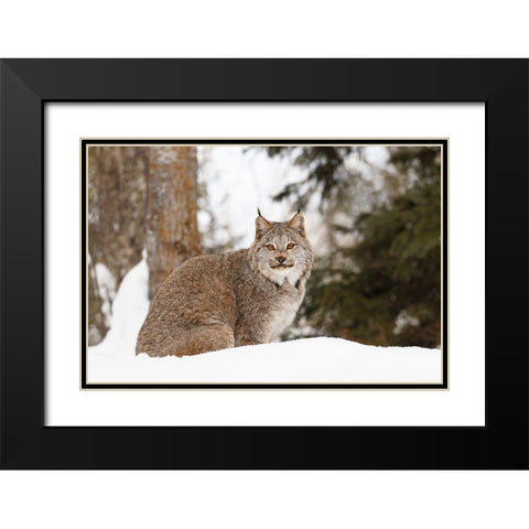 Canada lynx in winter-Lynx canadensis-controlled situation Black Modern Wood Framed Art Print with Double Matting by Jones, Adam