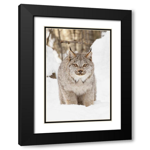 Canada lynx in winter-Lynx canadensis-controlled situation Black Modern Wood Framed Art Print with Double Matting by Jones, Adam