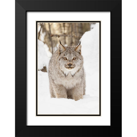 Canada lynx in winter-Lynx canadensis-controlled situation Black Modern Wood Framed Art Print with Double Matting by Jones, Adam