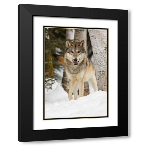 Tundra wolf-Canis lupus albus-in winter-controlled situation-Montana Black Modern Wood Framed Art Print with Double Matting by Jones, Adam