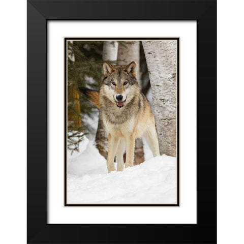 Tundra wolf-Canis lupus albus-in winter-controlled situation-Montana Black Modern Wood Framed Art Print with Double Matting by Jones, Adam