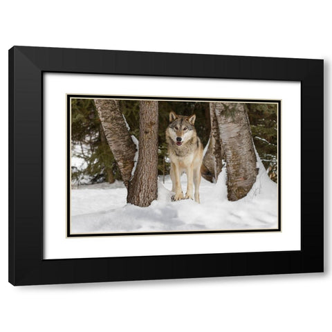 Tundra wolf-Canis lupus albus-in winter-controlled situation-Montana Black Modern Wood Framed Art Print with Double Matting by Jones, Adam