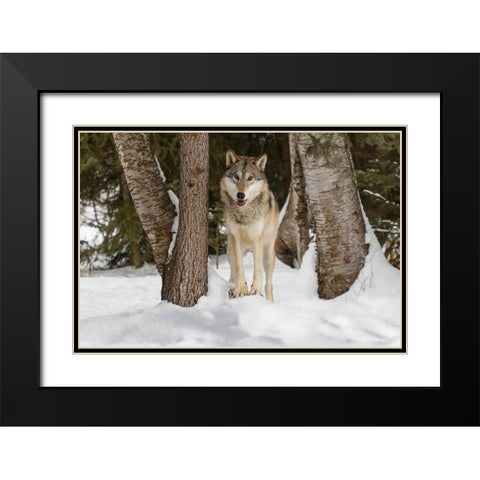 Tundra wolf-Canis lupus albus-in winter-controlled situation-Montana Black Modern Wood Framed Art Print with Double Matting by Jones, Adam