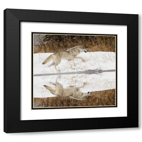 Tundra wolf running-Canis lupus albus-in winter-controlled situation-Montana Black Modern Wood Framed Art Print with Double Matting by Jones, Adam