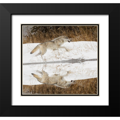 Tundra wolf running-Canis lupus albus-in winter-controlled situation-Montana Black Modern Wood Framed Art Print with Double Matting by Jones, Adam