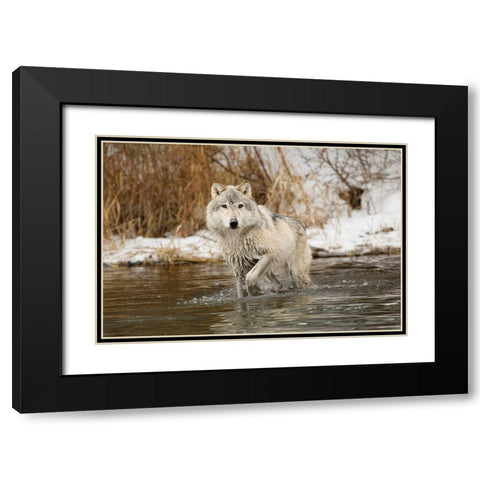 Tundra wolf-Canis lupus albus-in winter-controlled situation-Montana Black Modern Wood Framed Art Print with Double Matting by Jones, Adam
