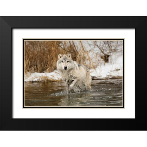 Tundra wolf-Canis lupus albus-in winter-controlled situation-Montana Black Modern Wood Framed Art Print with Double Matting by Jones, Adam