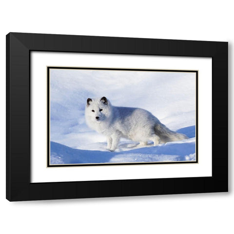 Arctic fox in winter-Vulpes lagopus-controlled situation Black Modern Wood Framed Art Print with Double Matting by Jones, Adam