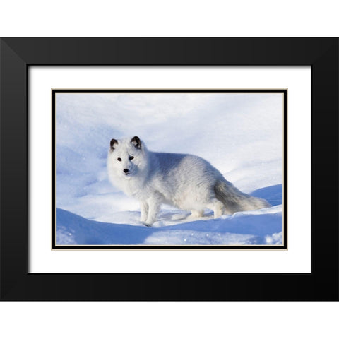 Arctic fox in winter-Vulpes lagopus-controlled situation Black Modern Wood Framed Art Print with Double Matting by Jones, Adam