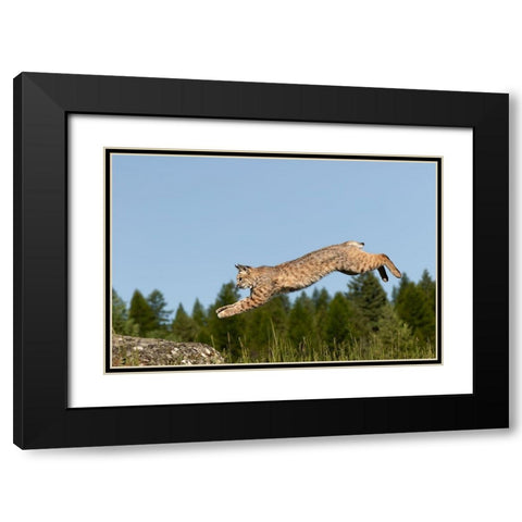 Bobcat jumping-Lynx Rufus Captive Black Modern Wood Framed Art Print with Double Matting by Jones, Adam