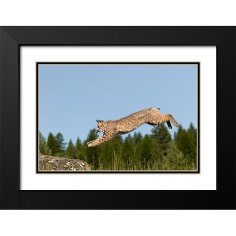 Bobcat jumping-Lynx Rufus Captive Black Modern Wood Framed Art Print with Double Matting by Jones, Adam