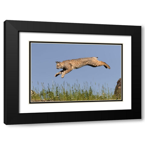 Bobcat jumping-Lynx Rufus Captive Black Modern Wood Framed Art Print with Double Matting by Jones, Adam