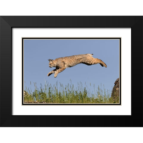 Bobcat jumping-Lynx Rufus Captive Black Modern Wood Framed Art Print with Double Matting by Jones, Adam