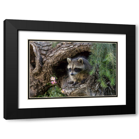 North American raccoon-in hollow log-Procyon lotor-Montana Black Modern Wood Framed Art Print with Double Matting by Jones, Adam
