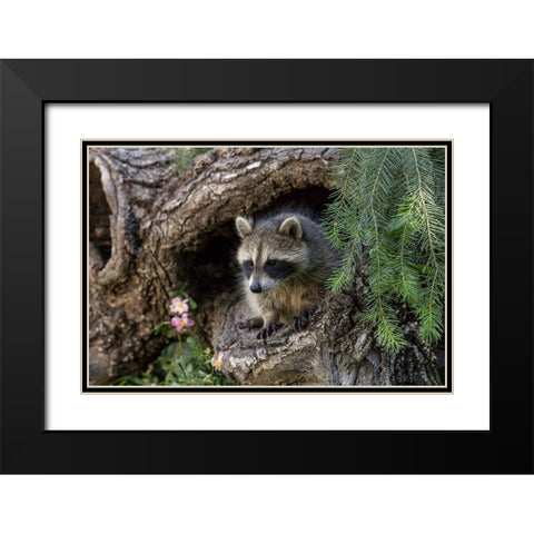 North American raccoon-in hollow log-Procyon lotor-Montana Black Modern Wood Framed Art Print with Double Matting by Jones, Adam