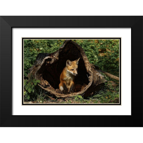 Red Fox kit-Vulpes Vulpes Captive Black Modern Wood Framed Art Print with Double Matting by Jones, Adam