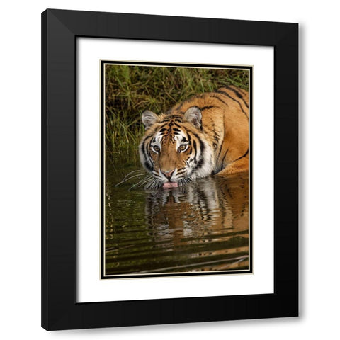 Siberian Tiger reflection while drinking-Panthera tigris Altaic Captive Black Modern Wood Framed Art Print with Double Matting by Jones, Adam