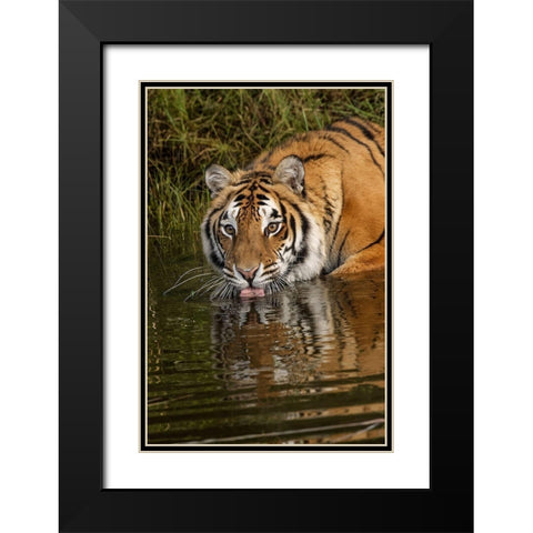 Siberian Tiger reflection while drinking-Panthera tigris Altaic Captive Black Modern Wood Framed Art Print with Double Matting by Jones, Adam