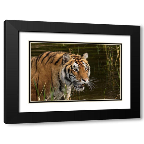 Siberian Tiger-Panthera tigris Altaic Captive Black Modern Wood Framed Art Print with Double Matting by Jones, Adam