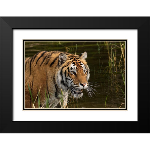 Siberian Tiger-Panthera tigris Altaic Captive Black Modern Wood Framed Art Print with Double Matting by Jones, Adam