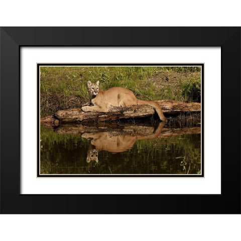 Mountain lion and reflection on pond-Kalispell-Montana controlled situation Puma concolor Black Modern Wood Framed Art Print with Double Matting by Jones, Adam