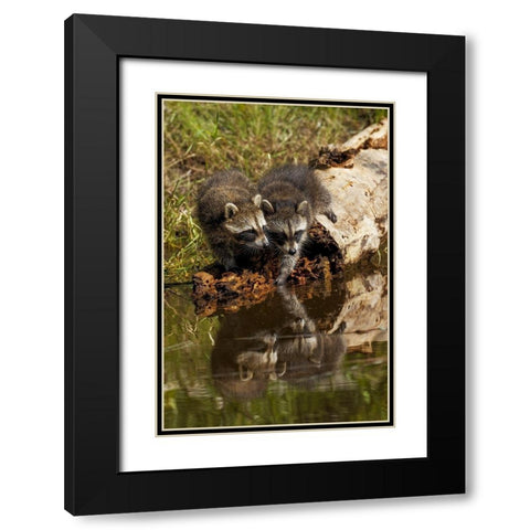 North American raccoon-and reflection on pond-Procyon lotor-Montana Black Modern Wood Framed Art Print with Double Matting by Jones, Adam