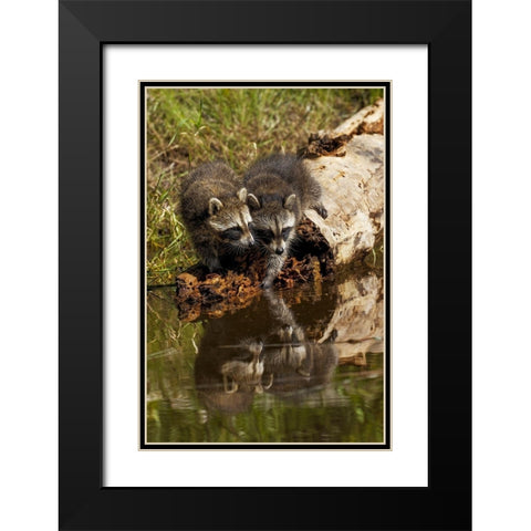 North American raccoon-and reflection on pond-Procyon lotor-Montana Black Modern Wood Framed Art Print with Double Matting by Jones, Adam