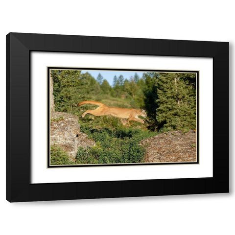 Mountain lion jumping across rocks-Puma concolor-Captive Black Modern Wood Framed Art Print with Double Matting by Jones, Adam