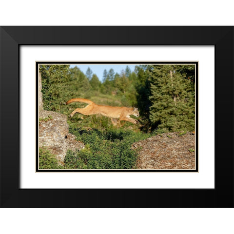 Mountain lion jumping across rocks-Puma concolor-Captive Black Modern Wood Framed Art Print with Double Matting by Jones, Adam