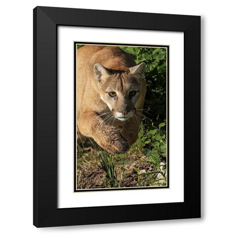 Mountain lion stalking-Puma concolor-Captive Black Modern Wood Framed Art Print with Double Matting by Jones, Adam