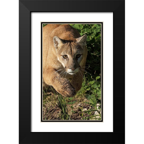 Mountain lion stalking-Puma concolor-Captive Black Modern Wood Framed Art Print with Double Matting by Jones, Adam