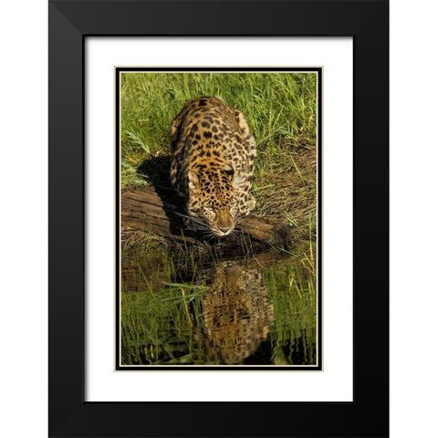 Amur Leopard and reflection while drinking-Panthera pardus orientalis-Captive Black Modern Wood Framed Art Print with Double Matting by Jones, Adam