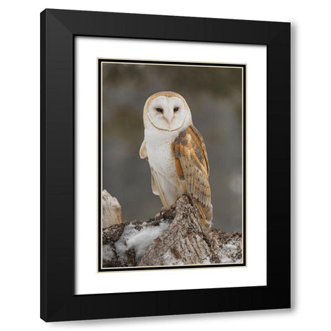 Barn owl-Tyto alba-controlled situation-Montana Black Modern Wood Framed Art Print with Double Matting by Jones, Adam