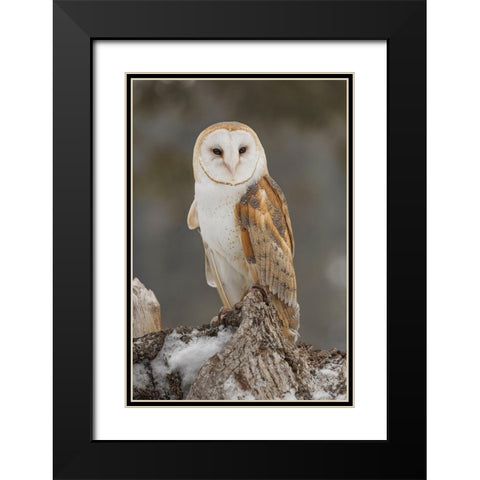 Barn owl-Tyto alba-controlled situation-Montana Black Modern Wood Framed Art Print with Double Matting by Jones, Adam