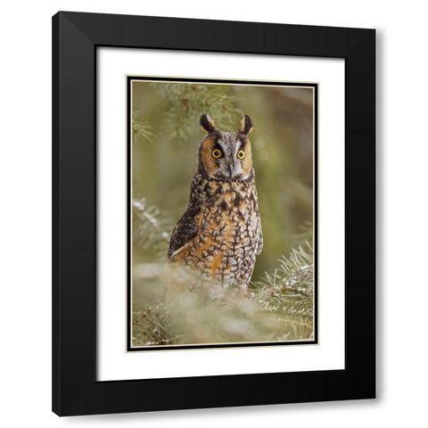 Long-eared owl-Asio otus-controlled situation-Montana Black Modern Wood Framed Art Print with Double Matting by Jones, Adam