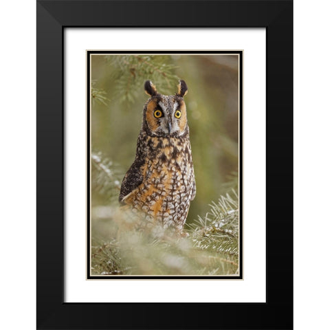 Long-eared owl-Asio otus-controlled situation-Montana Black Modern Wood Framed Art Print with Double Matting by Jones, Adam