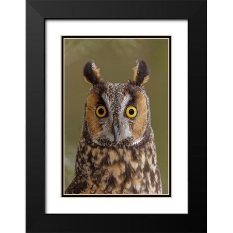 Long-eared owl-Asio otus-controlled situation-Montana Black Modern Wood Framed Art Print with Double Matting by Jones, Adam
