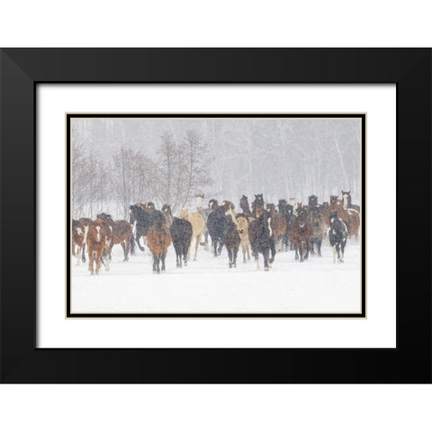 Horses during winter roundup-Kalispell-Montana Black Modern Wood Framed Art Print with Double Matting by Jones, Adam