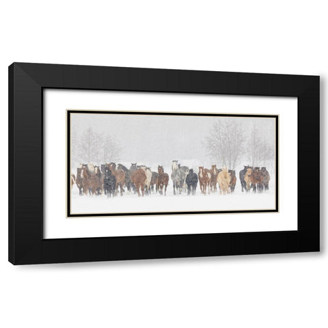 Large herd of horses during a horse roundup in winter-Kalispell-Montana Black Modern Wood Framed Art Print with Double Matting by Jones, Adam