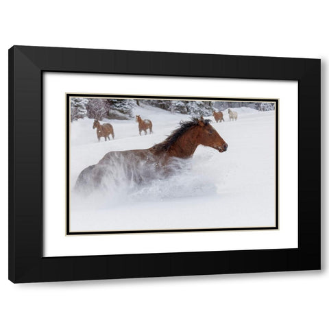 Horses running through fresh snow during roundup-Kalispell-Montana Black Modern Wood Framed Art Print with Double Matting by Jones, Adam