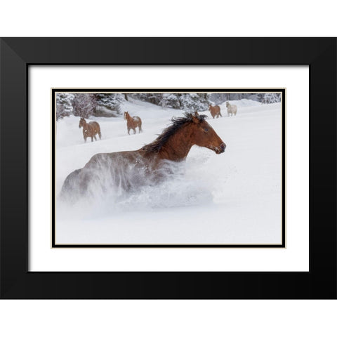 Horses running through fresh snow during roundup-Kalispell-Montana Black Modern Wood Framed Art Print with Double Matting by Jones, Adam