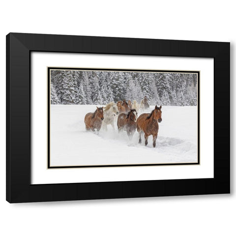 Horses running through fresh snow during roundup-Kalispell-Montana Black Modern Wood Framed Art Print with Double Matting by Jones, Adam
