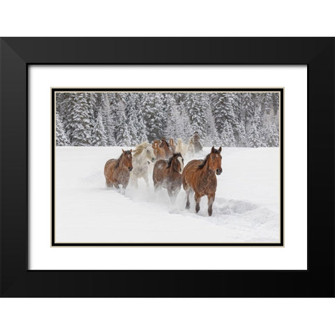 Horses running through fresh snow during roundup-Kalispell-Montana Black Modern Wood Framed Art Print with Double Matting by Jones, Adam