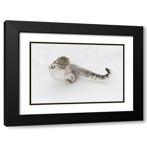 Snow leopard-Panthera uncia controlled situation-Montana Black Modern Wood Framed Art Print with Double Matting by Jones, Adam
